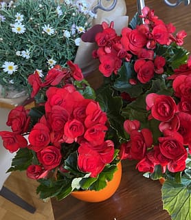 Exhibitionist Doll House - Budapest V. - kép 927866