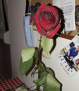 Annie és Rich (39) - Pécs - kép 846420