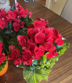 Exhibitionist Doll House - Budapest V. - kép 927866