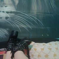 LINET (27) - Debrecen - photo 1052015